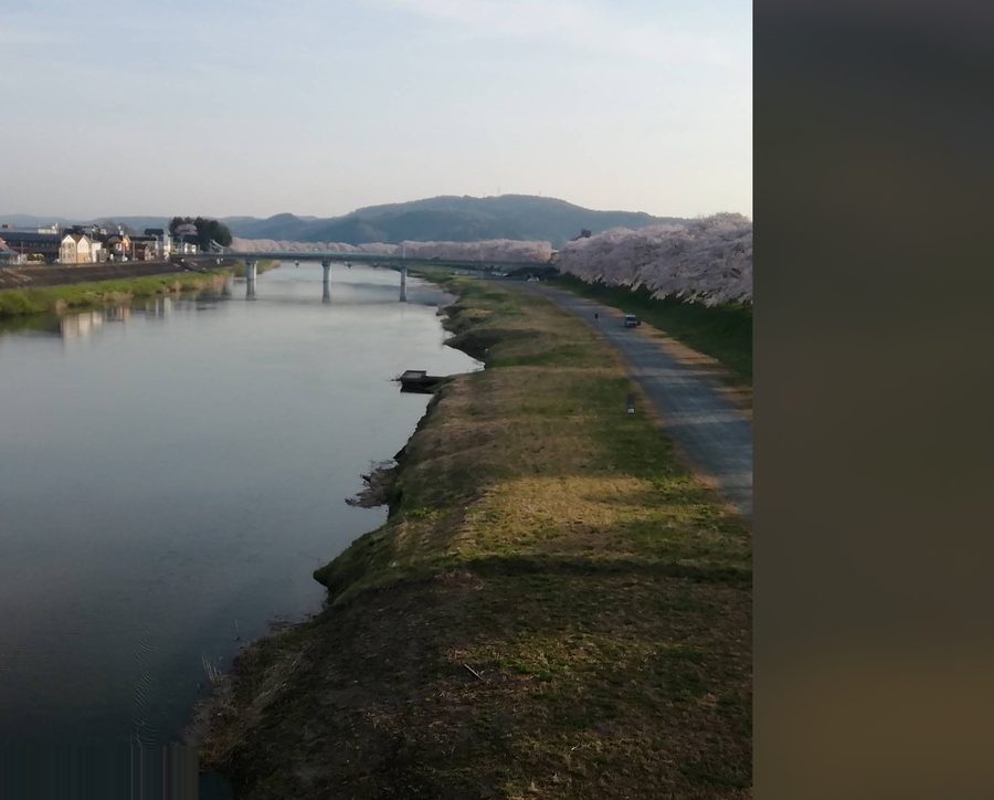 桜並木が続く春の宮城の風景