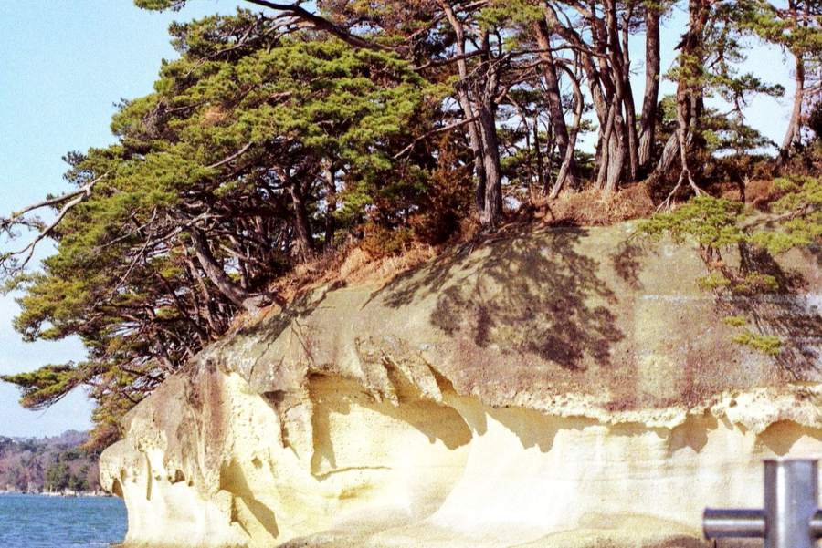 松島湾の遊覧船から望む松の茂る島